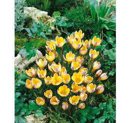 Crocus ´Advance´ / Botanický šafran, bal. 15 ks, 5/+