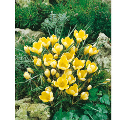 Crocus ´Romance´ / Botanický šafran, bal. 20 ks, 5/+
