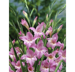 Gladiolus nanus ´Charming Lady´ / Mečík, bal. 10 ks, 8/9