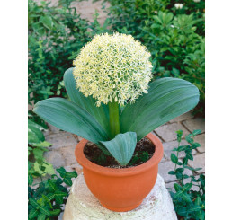 Allium Karataviense / Cesnak karatavský, bal. 3 ks, 12+