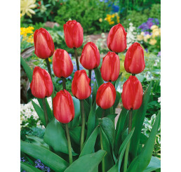 Tulipa ´Red Impression´ / Tulipán, bal. 7 ks, 11/12