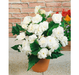 Begonia double ´White´ / Begónia veľkokvetá biela, bal. 3 ks, 5/+