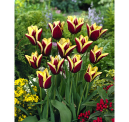 Tulipa ´Gavota´ / Tulipán, bal. 100 ks, 11/12, XXL