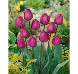 Tulipa ´Negrita´ / Tulipán, bal. 7 ks, 11/12