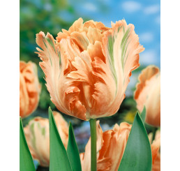 Tulipa ´Apricot Parrot´ / Tulipán, bal. 7 ks, 11/12
