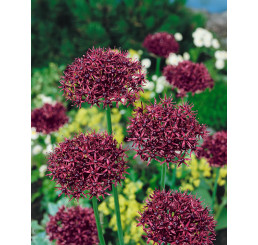 Allium ´Atropurpureum´ / Okrasný cesnak tmavopurpurový, bal. 5 ks, 10/+