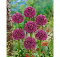 Allium ´His Excellency´ / Okrasný cesnak, 20/+