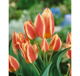 Tulipa ´Quebec´ / Tulipán, bal. 7 ks, 11/12