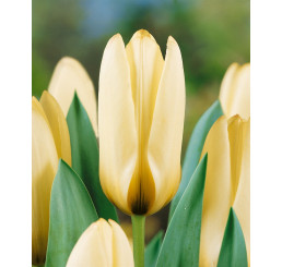 Tulipa ´Concerto´ / Tulipán, bal. 7 ks, 11/12