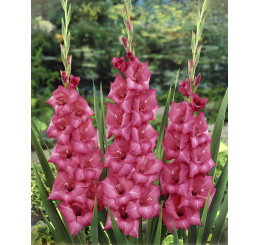 Gladiolus ´PINK´ / Mečíky ružové, bal. 5 ks, 10/12, SUPERCENA