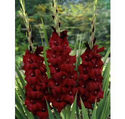 Gladiolus ´Espresso´ / Mečík, bal. 5 ks, 12/14