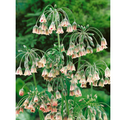 Nectaroscordum siculum / Bulharský cesnak, bal. 5 ks, 10/12