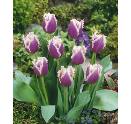 Tulipa ´Cummins´ / Tulipán, bal. 5 ks, 12/+