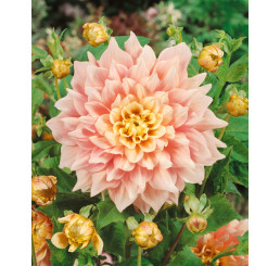 Dahlia ´Break Out´ / Georgína, I.