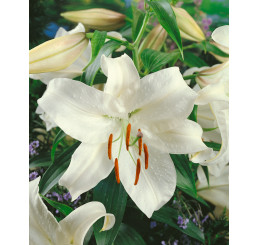 Lilium ´Casa Blanca´ / Ľalia, bal. 2 ks, 14/16