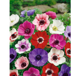 Anemone ´De Caen´ / Veternice jednod. zmes, bal. 15 ks, 5/6