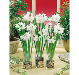 Narcis paperwhite  / Izbový narcis, bal. 3 ks, 15/16