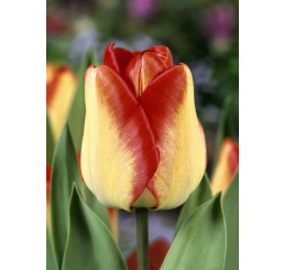 Tulipa ´American Dream´ / Tulipán, bal. 5 ks, 11/12
