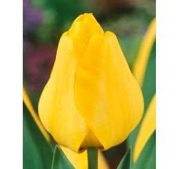 Tulipa ´Golden Apeldoorn´ / Tulipán, bal. 5 ks, 11/12
