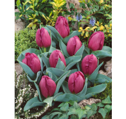 Tulipa ´Little Beauty´ / Tulipán, bal. 10 ks, 6/+