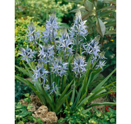Camassia ´Cusickii´ / Kamasia, bal. 2 ks, 14/+