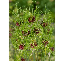 Allium vineale ´Hair´ / Okrasný cesnak, bal. 10 ks, 5/+