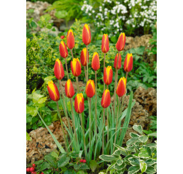 Tulipa ´Tubergen´s Gem´ / Tulipán, bal. 5 ks, 6/+