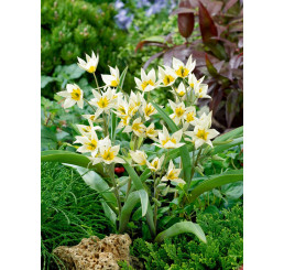 Tulipa ´Turkestanika´ / Tulipán, bal. 10 ks, 6/7