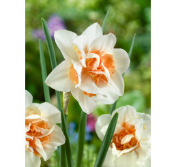 Narcis ´Replete´, bal. 5 ks, 12/14