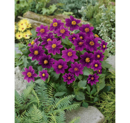 Dahlia topmix ´Purple´ / Mini-georgína, I.