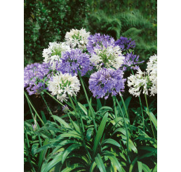 Agapanthus ´White´ / Agapant africký (Kalokvet), 1/2