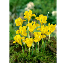 Iris danfordiae / Žltý skalkový kosatec, bal. 15 ks, 6/+
