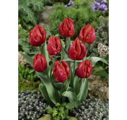 Tulipa ´Red Hunter´ / Tulipán, bal. 7 ks, 6/+