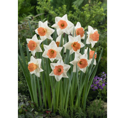 Narcis ´Chromacolor´, bal. 5 ks, 12/14