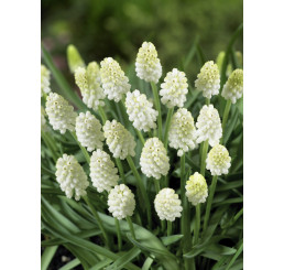 Muscari ´White Magic®´ / Modrica, bal. 15 ks, 7/8