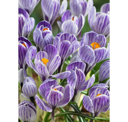 Crocus ´Pickwick´ / Veľkokvetý šafran, bal. 10 ks, 8/9