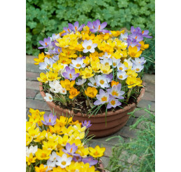 Crocus botanicus mix / Zmes botan. šafranov (krokusov), bal. 100 ks, 5/7