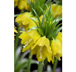 Fritillaria imperialis ´Lutea Maxima´ / Cisárska koruna žltá, 20/24
