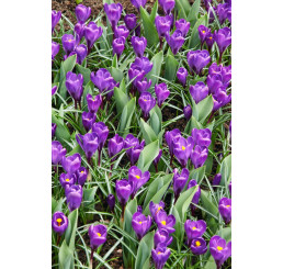 Crocus ´Flower Record´ / Veľkokvetý šafran, bal. 10 ks, 8/9