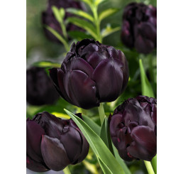 Tulipa ´Black Hero´ / Tulipán, bal. 100 ks, 11/12, XXL