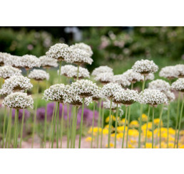 Allium ´Nigrum (Multibulb.)´ / Okrasný cesnak čierny, bal. 3 ks, 12/+