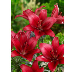 Lilium ´Red County´ / Ľalia, bal. 2 ks, 16/18