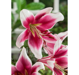 Lilium ´Oriental Red-White´ / Ľalia červeno-biela, bal. 2 ks, 16/18
