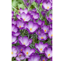 Crocus ´Ruby Giant´ / Botanický šafran, bal. 20 ks, 5/+