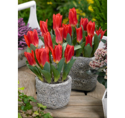 Tulipa ´Scarlet Baby´ / Tulipán, bal. 7 ks, 11/12