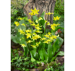 Erythronium ´Pagoda´ / Kandík žltý, bal. 3 ks, I.