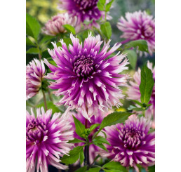 Dahlia ´Cactus Purple´ / Georgína kaktusovitá fialová, I., SUPERCENA