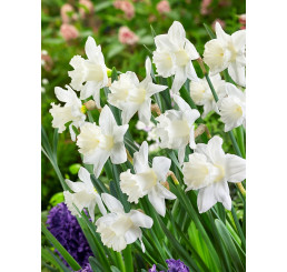 Narcis ´Mount Hood´, bal. 100 ks, 12/14, XXL