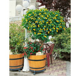Lantana camara / Lantana premenlivá, bal. 20 sem.