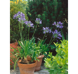 Agapanthus ´Blue´ / Agapant africký (Kalokvet), 1/2